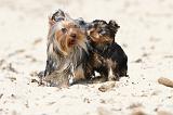 YORKSHIRE TERRIER 139